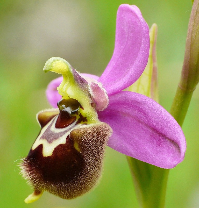 Ophrys apifera x Ophrys tenthredinifera neglecta  maggio 2014 in provincia di Potenza.